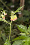 Redflower ragleaf